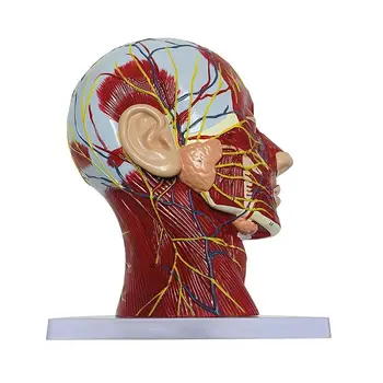 Высококачественный человек, череп с мышцами и сосудисто-нервными окончаниями, часть головного мозга, анатомическая модель человека. Преподавание Школьной медицины
